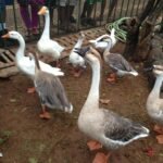 ducks-attracting-children