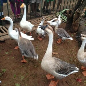 ducks-attracting-children