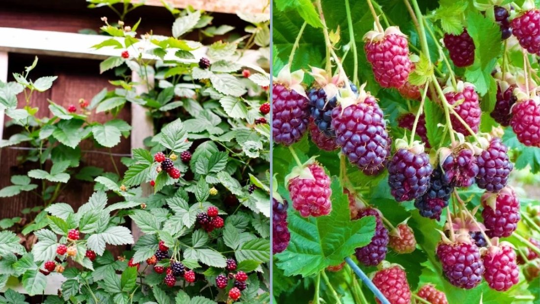 Trellis Marionberry Vines: A Simple Technique to Boost Next Year’s Fruit Production