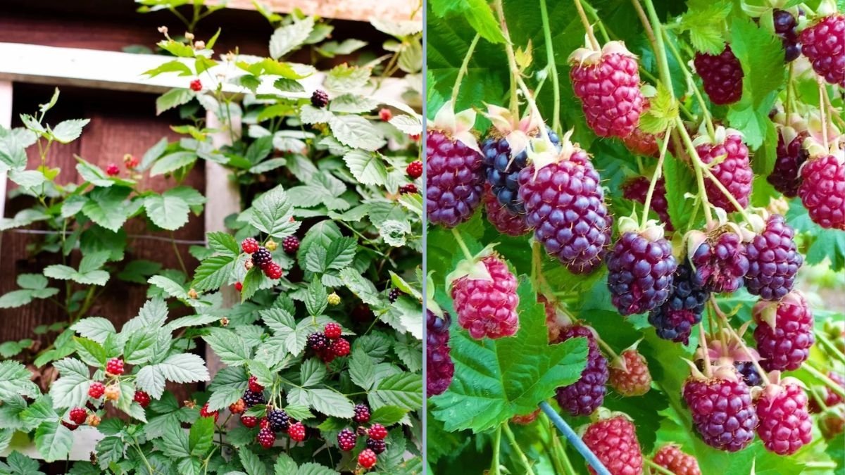 Trellis Marionberry Vines: A Simple Technique to Boost Next Year’s Fruit Production