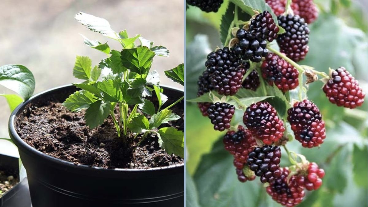 How to Prune Boysenberry Plants: Southern California Gardening Tips for Maximum Yield