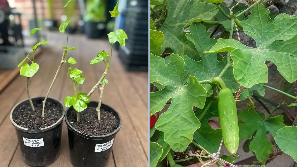 How to Grow Tindora (Ivy Gourd) at Home: A Complete Gardening Guide