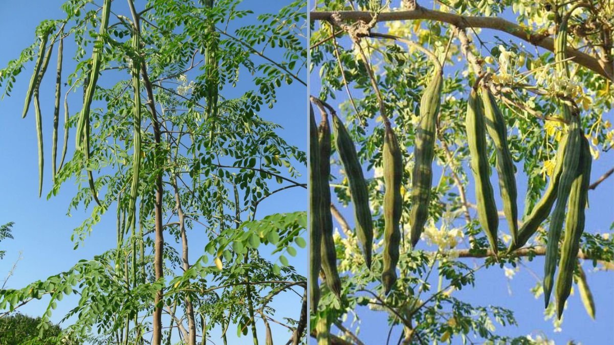 Drumstick Harvesting: How to Harvest Moringa Pods (Nuggekayi) Successfully