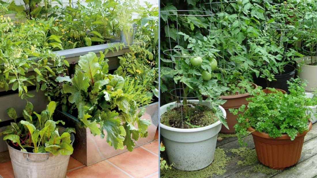 Rooftop Kitchen Garden Sunday Vlog: Growing Maithi, Beetroot, and Mustard Seeds – October Update