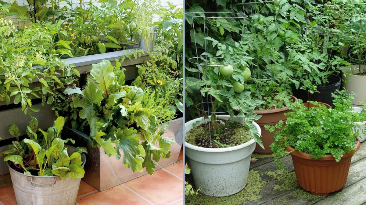 Rooftop Kitchen Garden Sunday Vlog: Growing Maithi, Beetroot, and Mustard Seeds – October Update