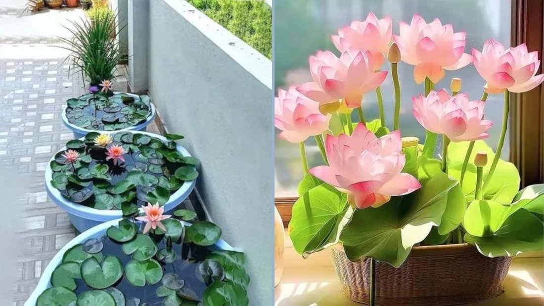 How to Grow Lotus in Pots from Lotus Roots: A Beginner’s Guide to Growing Lotus at Home