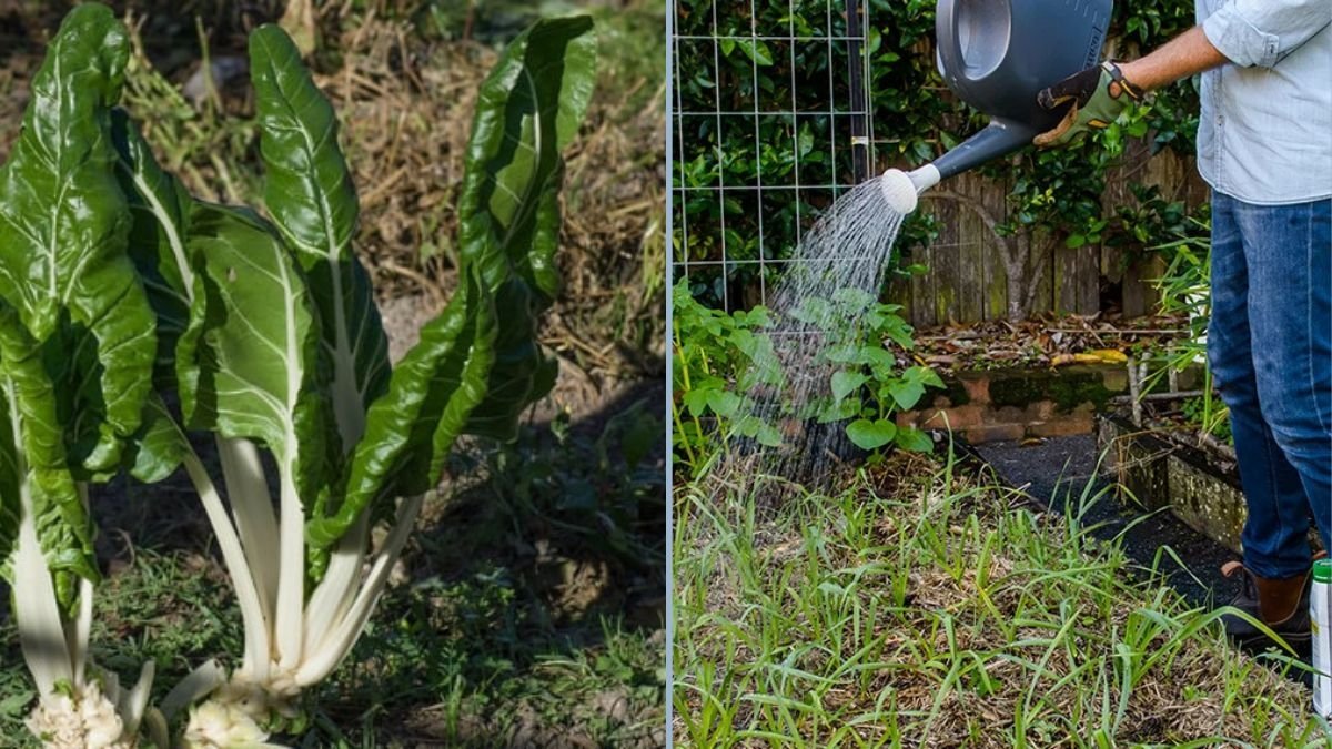 How to Use Seaweed in Your Garden: A Complete Guide for Healthy Plants