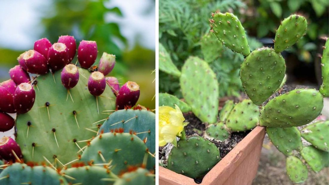 How to Eat a Prickly Pear Cactus: A Complete Guide to Enjoying This Unique Desert Fruit Safely and Deliciously