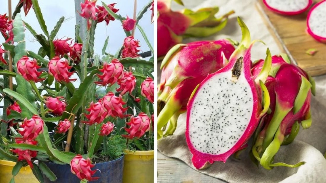 How to Grow Super Red Dragon Fruit: The Secret to Producing Sweet, Vibrant Fruits That Not Everyone Knows