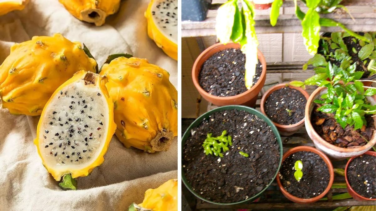 From Seed to Sprout: How to Grow Yellow Dragon Fruit (Pitaya) Seedlings at Home Successfully