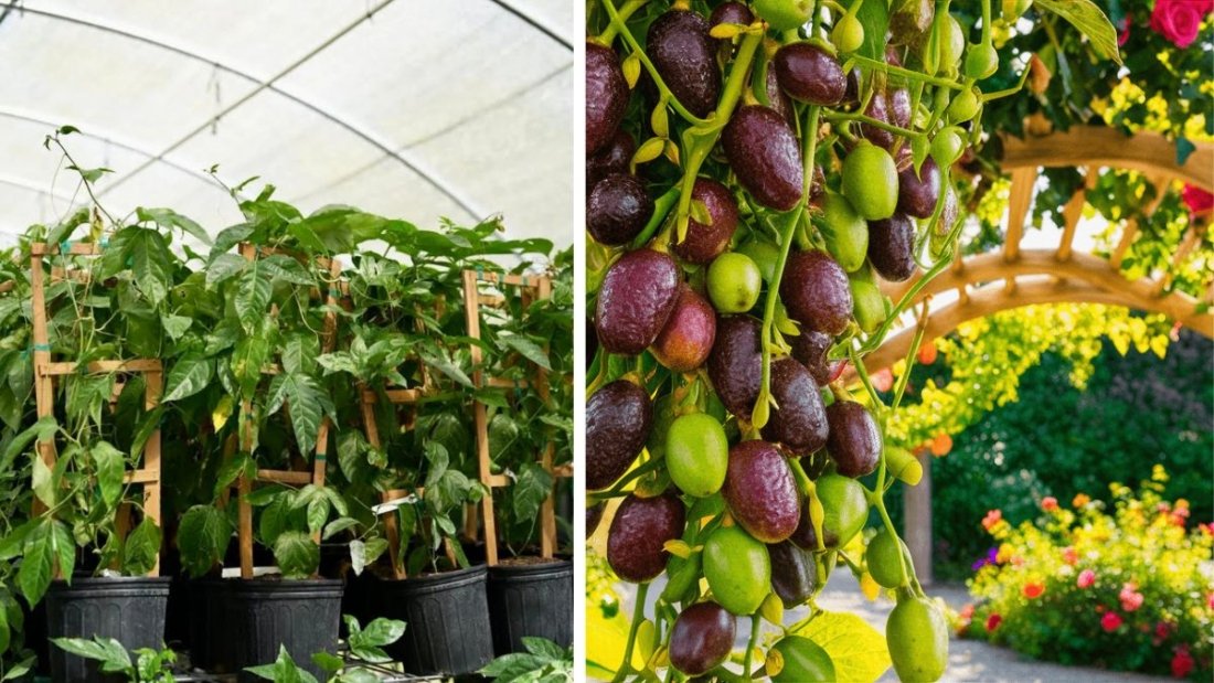 Growing Purple Possum Passion Fruit in the Greenhouse: A Complete Guide to Sweet Success