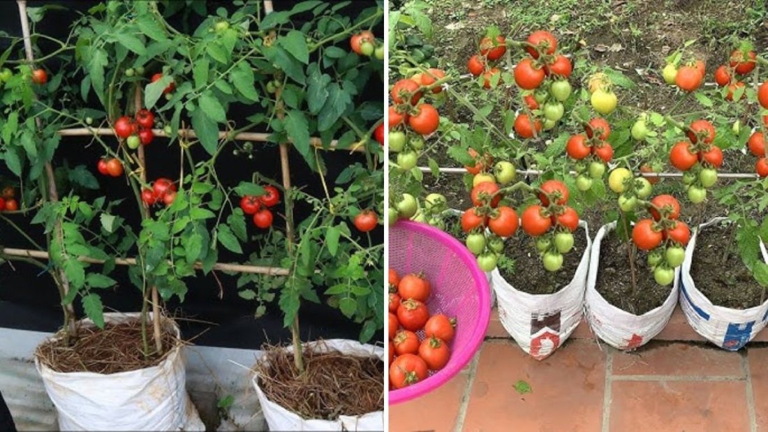How to Grow Tomatoes at Home in Sacks: Easy, Inexpensive, and Highly Productive