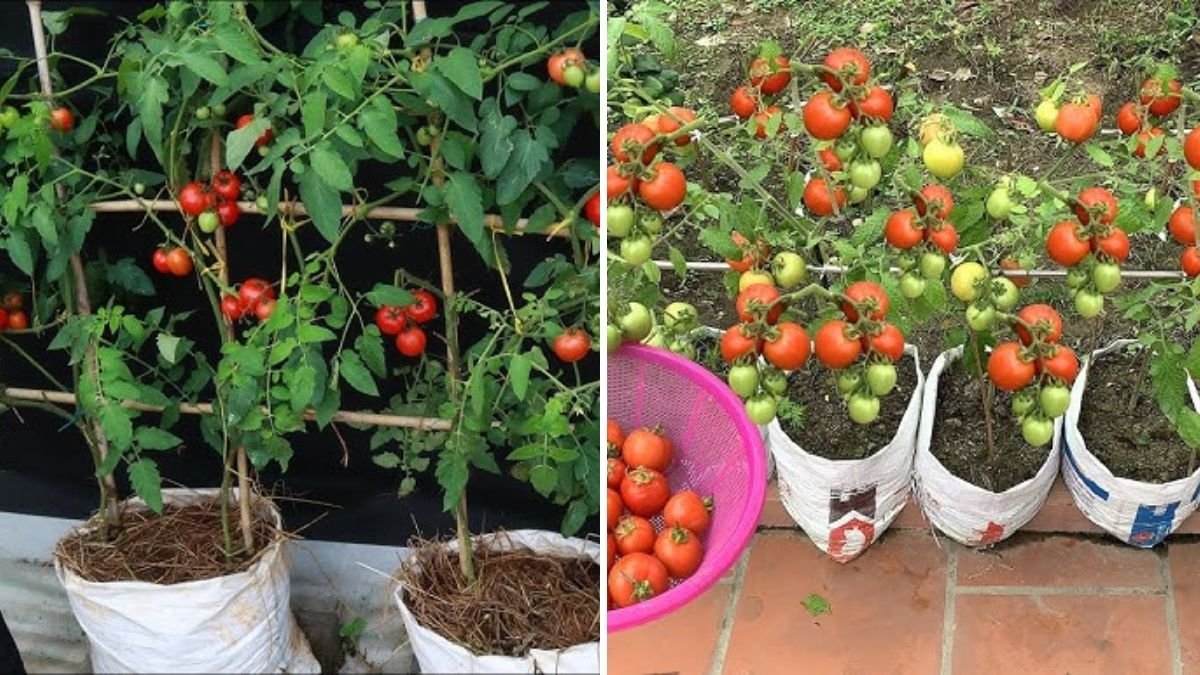 How to Grow Tomatoes at Home in Sacks: Easy, Inexpensive, and Highly Productive