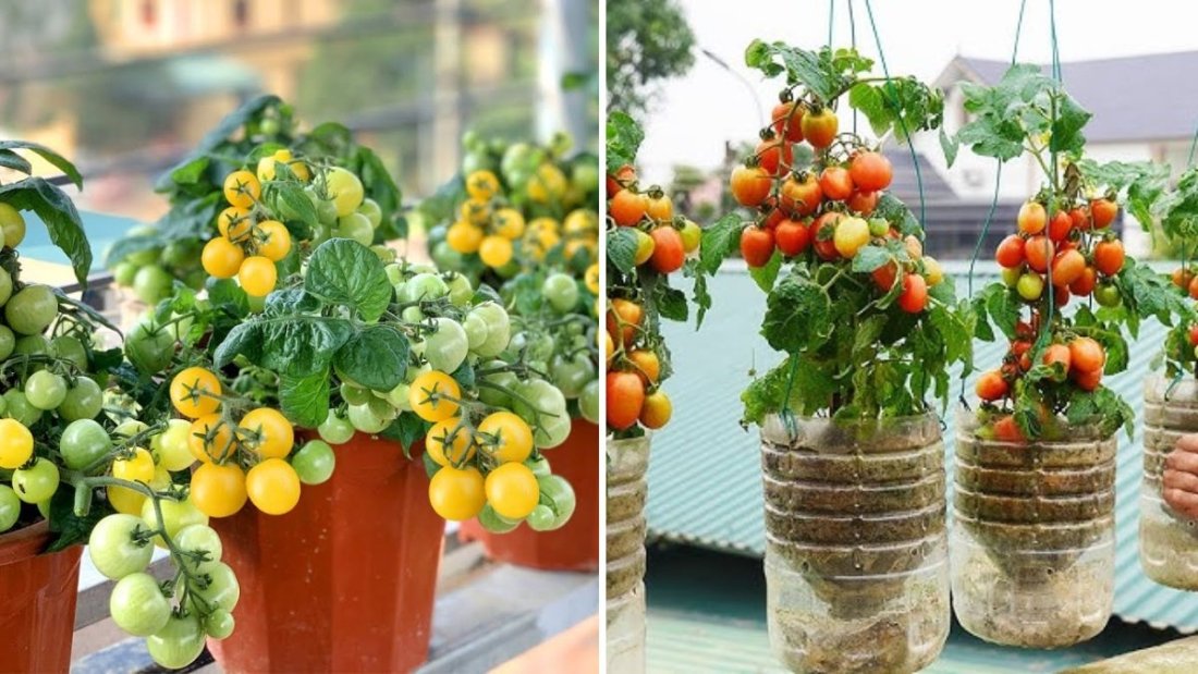How to Grow High-Yield Tomatoes Easily at Home: Tips for Many Fruits