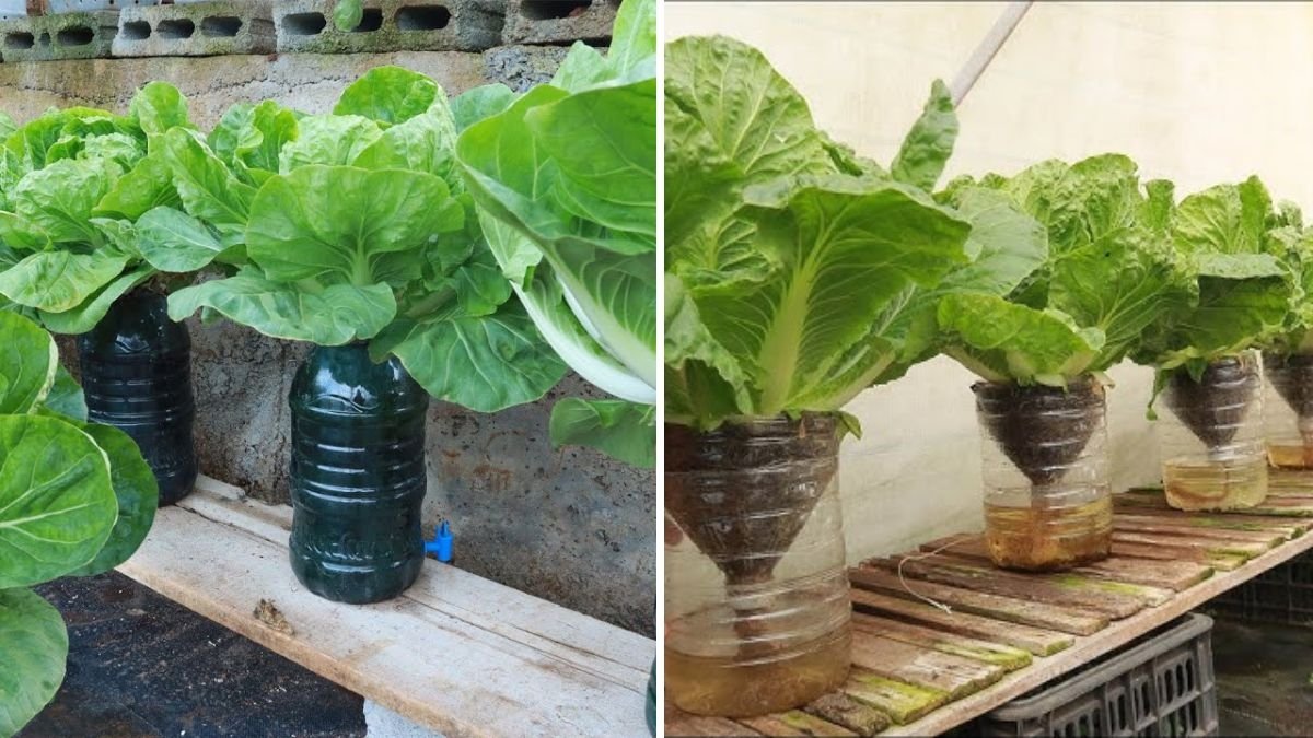 Grow Hydroponic Cabbage at Home Using Recycled Plastic Bottles: Easy and Sustainable Guide