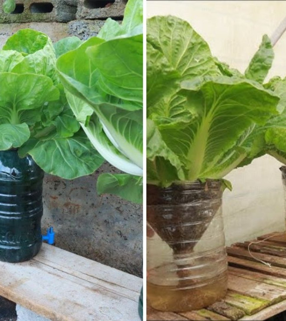 Grow Hydroponic Cabbage at Home Using Recycled Plastic Bottles: Easy and Sustainable Guide