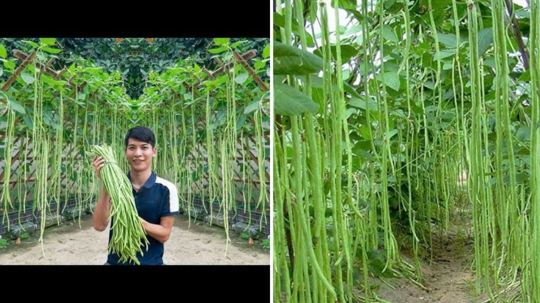 The Secret to Growing Long Beans at Home: Shocking Yields You Can’t Believe!