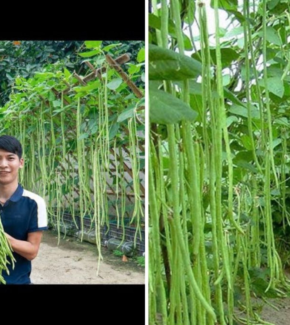 The Secret to Growing Long Beans at Home: Shocking Yields You Can’t Believe!
