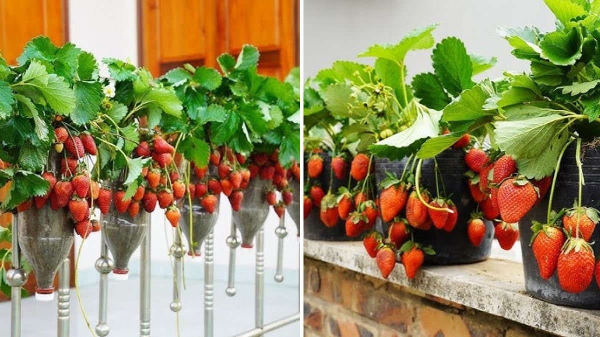 How to Grow Strawberries at Home: Tips for a Big, Juicy Harvest!