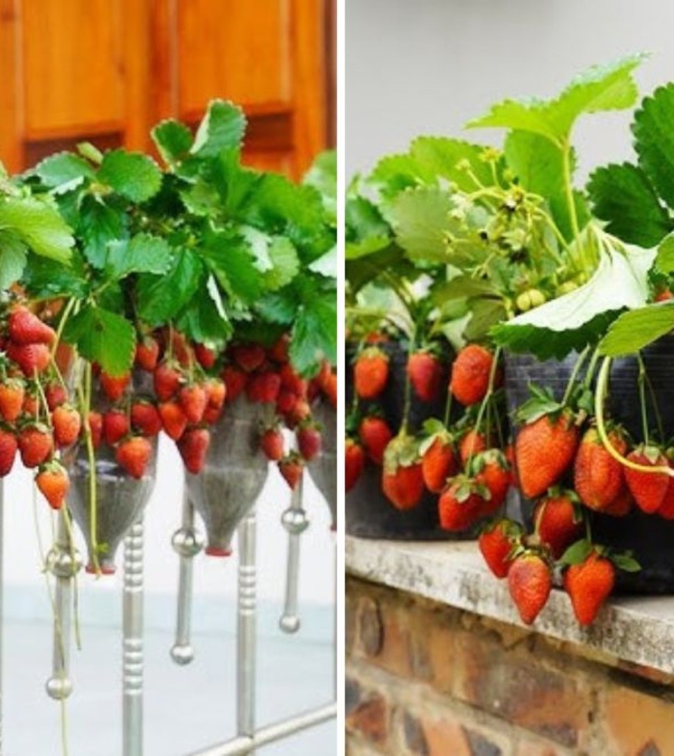 How to Grow Strawberries at Home: Tips for a Big, Juicy Harvest!