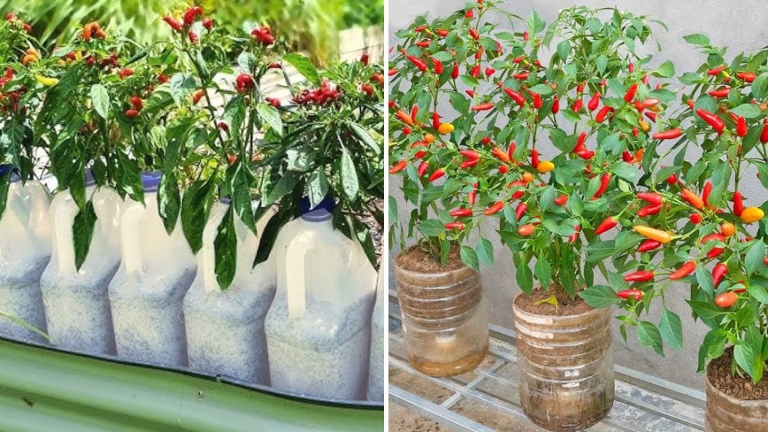 Tips for Growing Chili in Plastic Bottles: Year-Round Harvest and Maximum Fruit Production