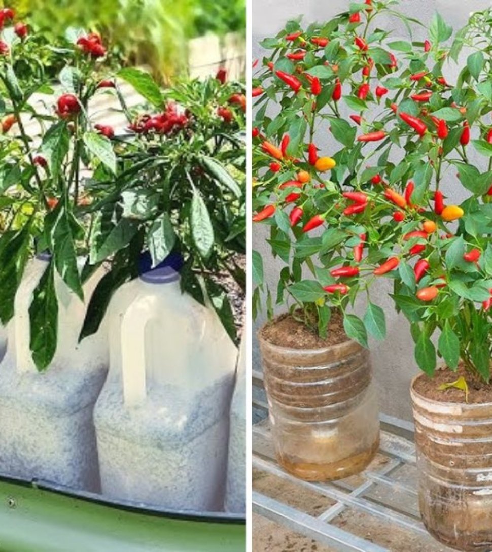 Tips for Growing Chili in Plastic Bottles: Year-Round Harvest and Maximum Fruit Production