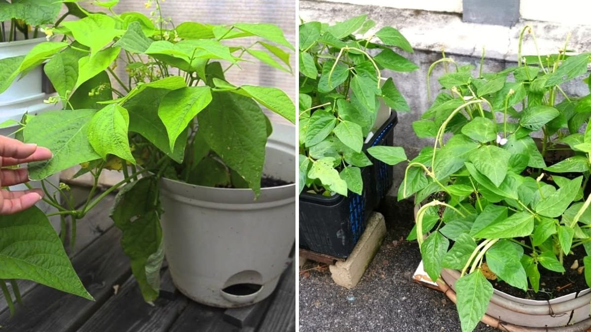 Revolutionize Your Home Garden: Automatic Watering & Vertical Vegetable Garden Ideas for a Bountiful Harvest