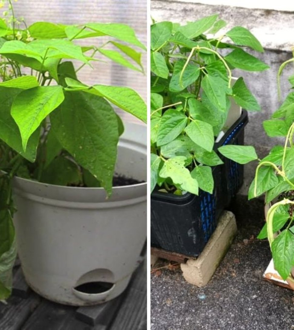 Revolutionize Your Home Garden: Automatic Watering & Vertical Vegetable Garden Ideas for a Bountiful Harvest