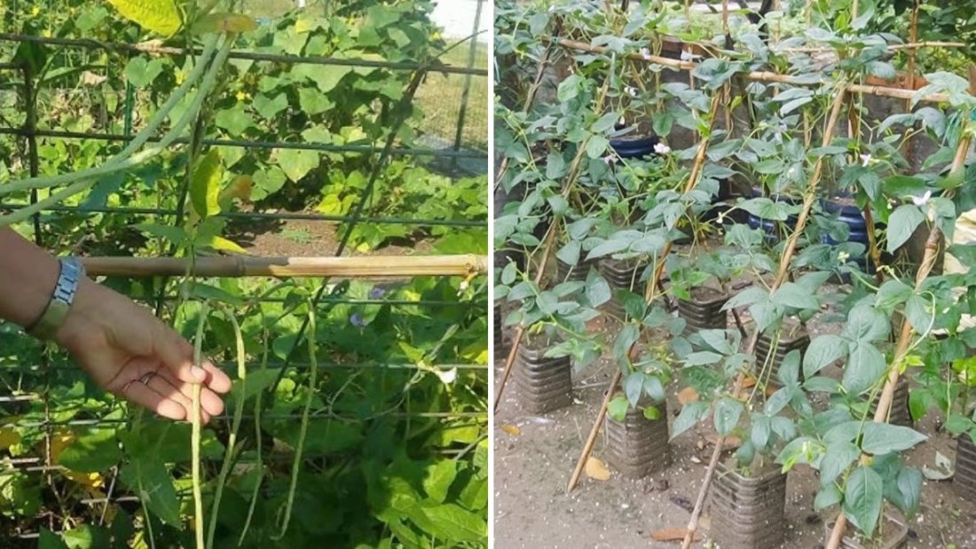How to Grow Green Beans in Plastic Bottles: Fast Harvest in Just 45 Days