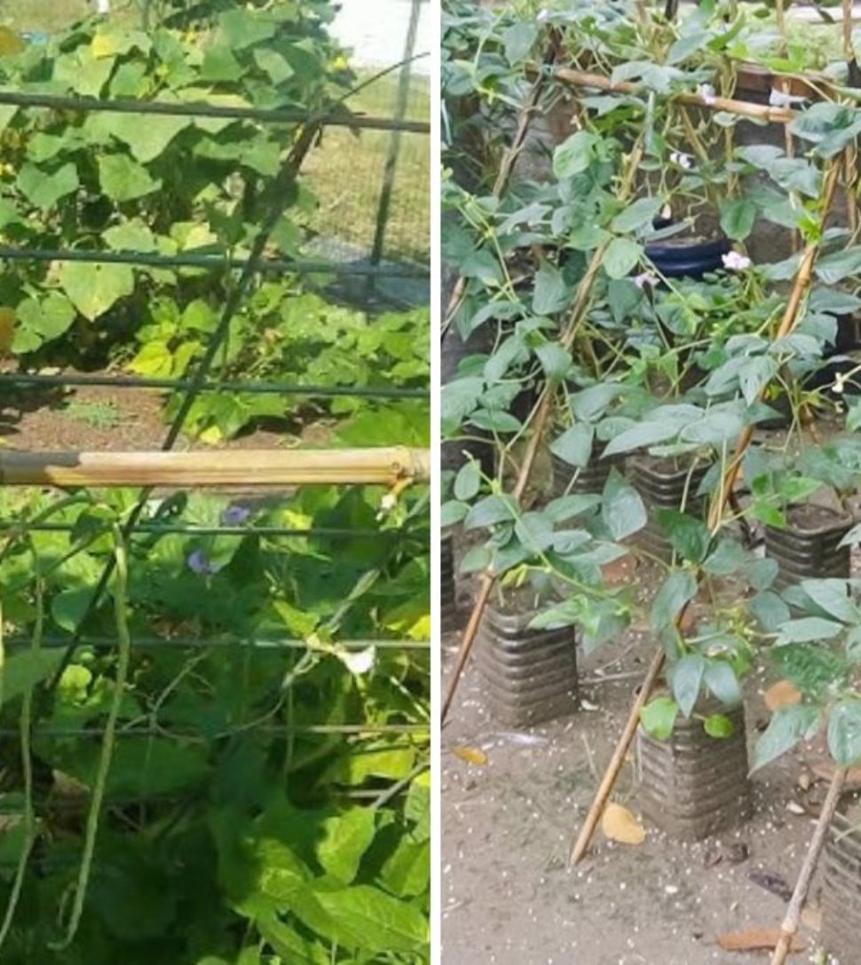How to Grow Green Beans in Plastic Bottles: Fast Harvest in Just 45 Days