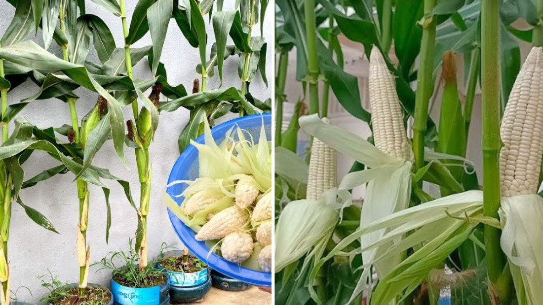 Growing Glutinous Corn in Plastic Bottles at Home: High Yield, Easy, and Eco-Friendly Method