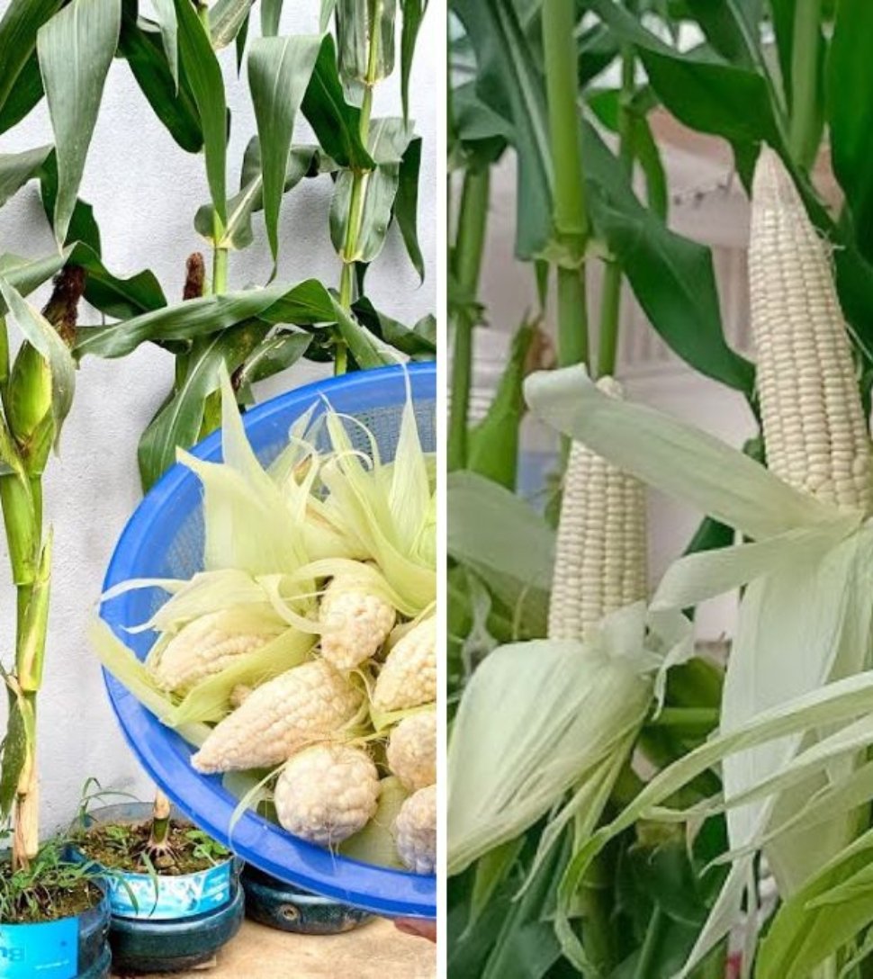 Growing Glutinous Corn in Plastic Bottles at Home: High Yield, Easy, and Eco-Friendly Method