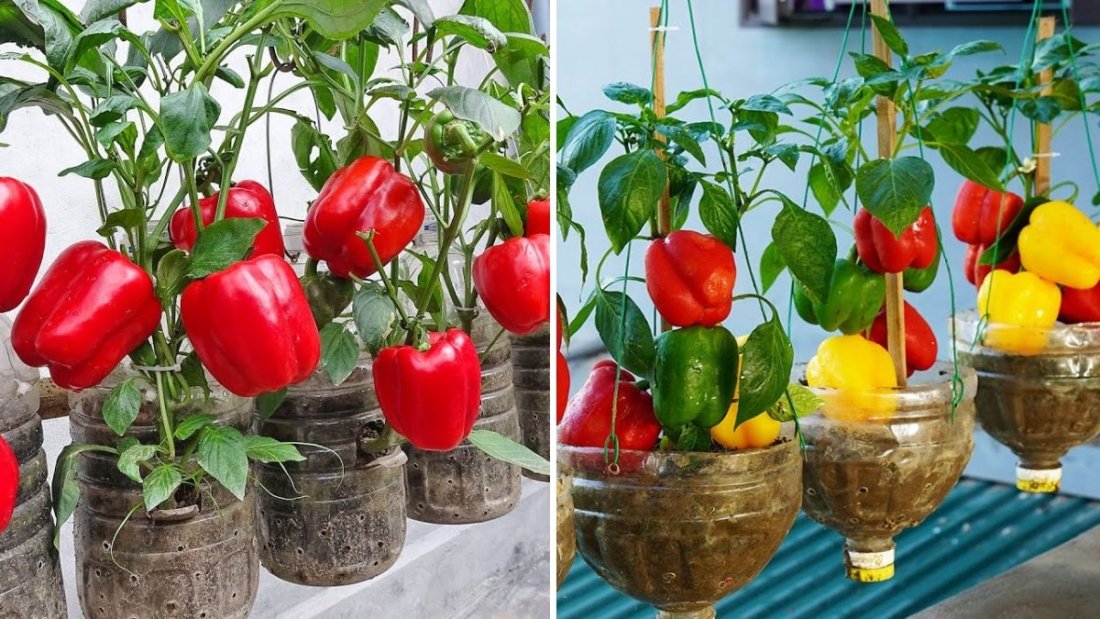 Amazing: Growing Bell Peppers in Recycled Plastic Bottles – A Surprisingly Effective Method for Home Gardening