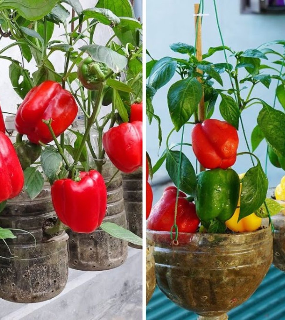 Amazing: Growing Bell Peppers in Recycled Plastic Bottles – A Surprisingly Effective Method for Home Gardening