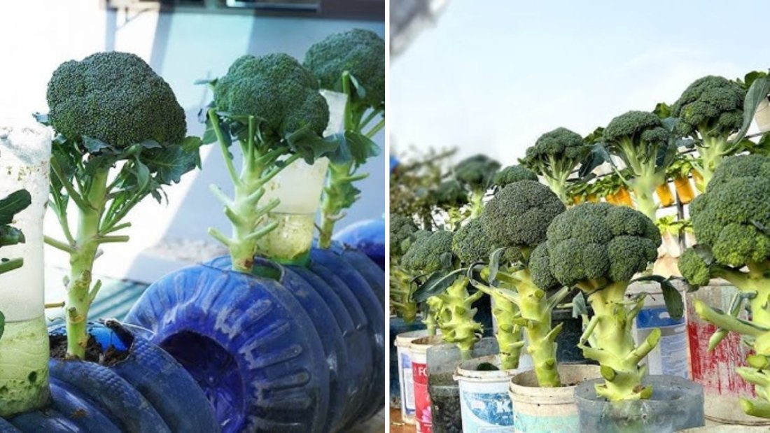 How to Grow Broccoli on Your Terrace Using Plastic Bottles – Easy Container Gardening Guide