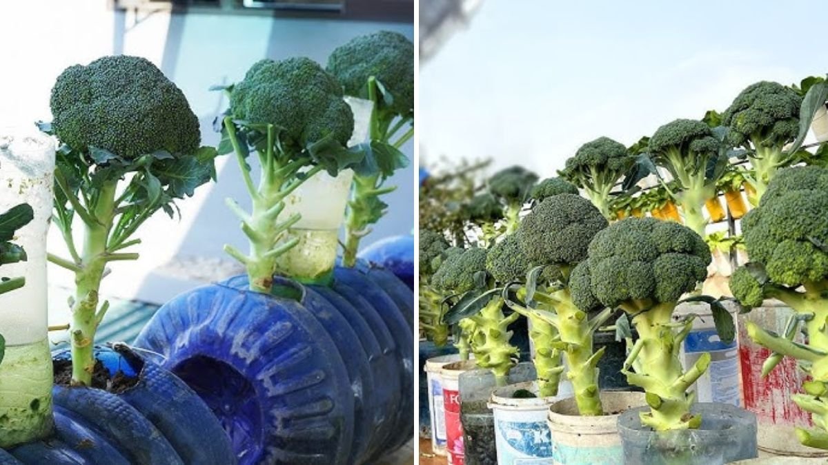 How to Grow Broccoli on Your Terrace Using Plastic Bottles – Easy Container Gardening Guide