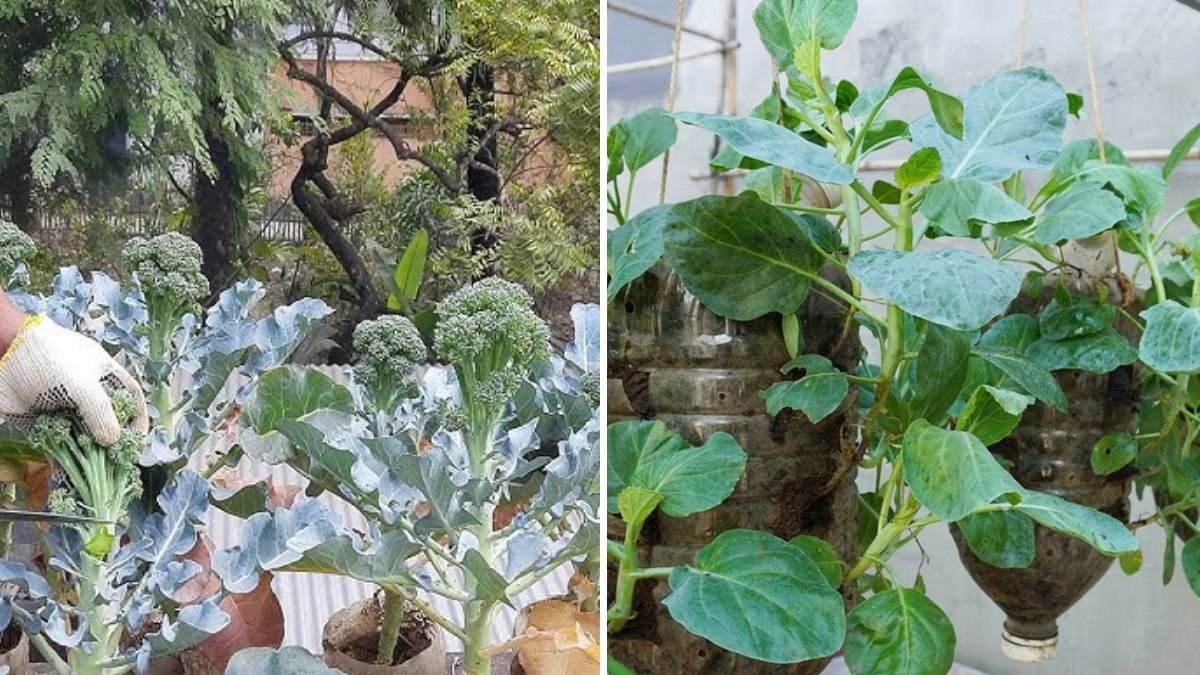 How to Grow Fresh Chinese Broccoli in Plastic Bottles – Minimal Care, Maximum Harvest