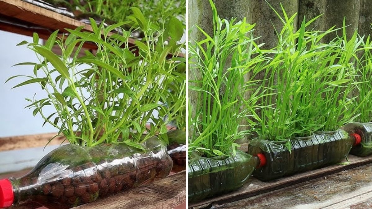 How to Grow Vegetables Without Soil Using Recycled Plastic Bottles – Water Spinach (Kangkung) Guide