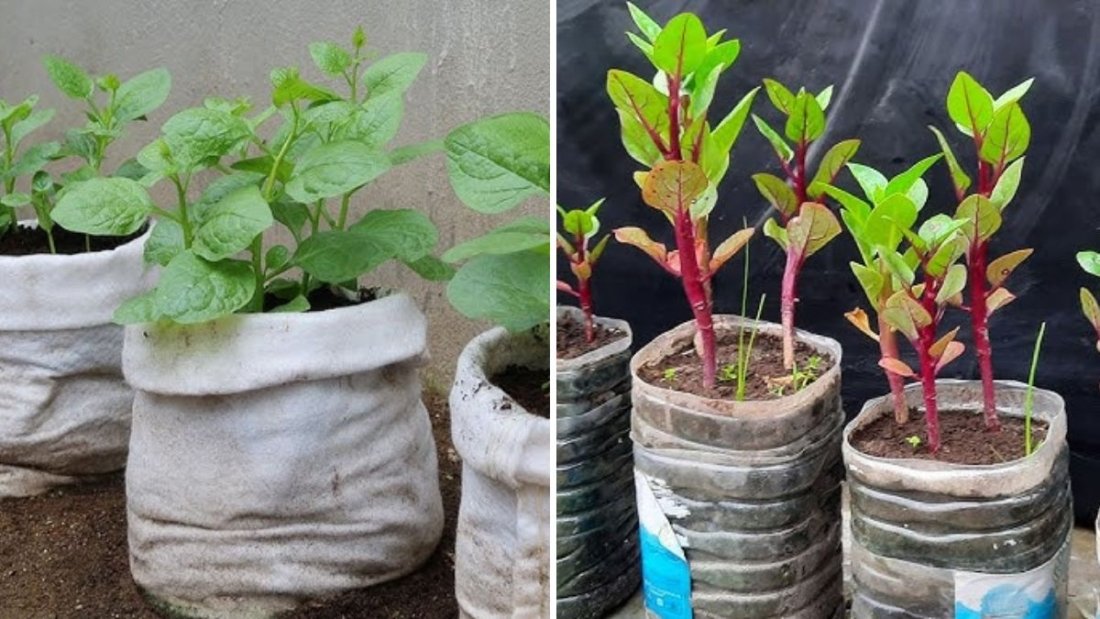 How to Grow Malabar Spinach at Home Using Recycled Plastic Bottles – A Simple, Sustainable Gardening Idea