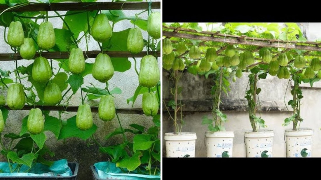 The Great Secret to Growing Chayote: Abundant Fruit at Minimal Cost