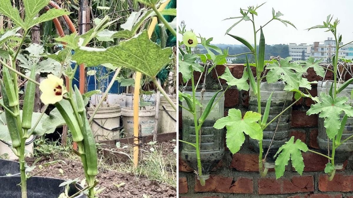 Okra Leaves & Pods: Stop Buying Okra and Grow It at Home in Bottles Easily