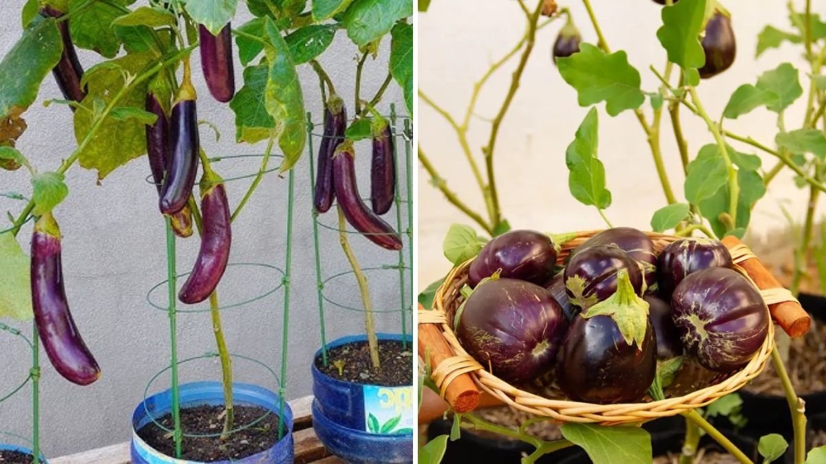 How to Grow Eggplants in Containers from Seed: Easy Bottle Gardening Guide