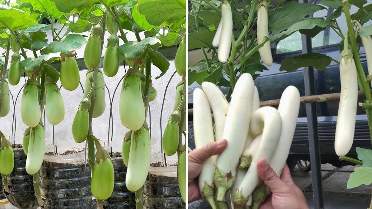 Grow White Eggplant in Plastic Bottles: Multiply Your Harvest and Enjoy Fresh Fruits at Home