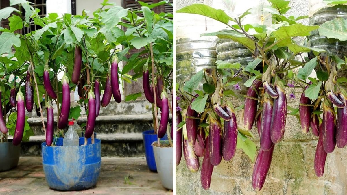 Grow Japanese Eggplants This Way and Harvest More Fruit Than You Can Imagine