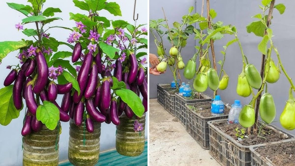 Episode 267: How to Grow Round Eggplant in Plastic Baskets – Easy Vegetable Gardening Guide
