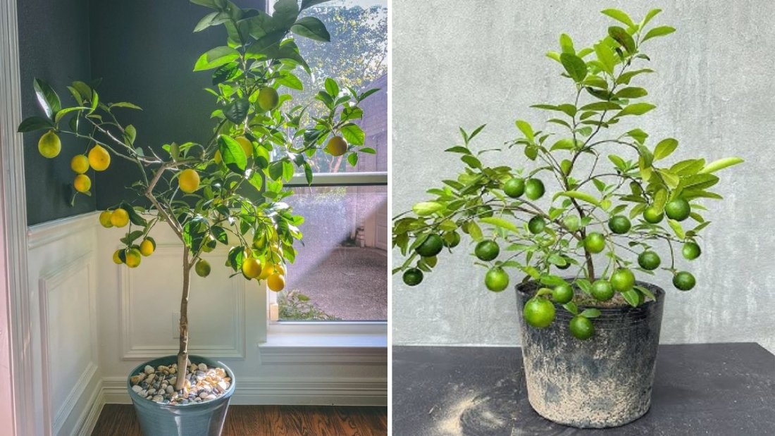 How to Grow a Lemon Tree from Seed in a Waste Plastic Bottle – A Complete Guide