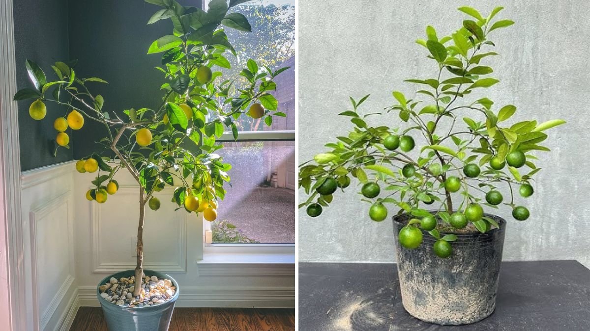 How to Grow a Lemon Tree from Seed in a Waste Plastic Bottle – A Complete Guide