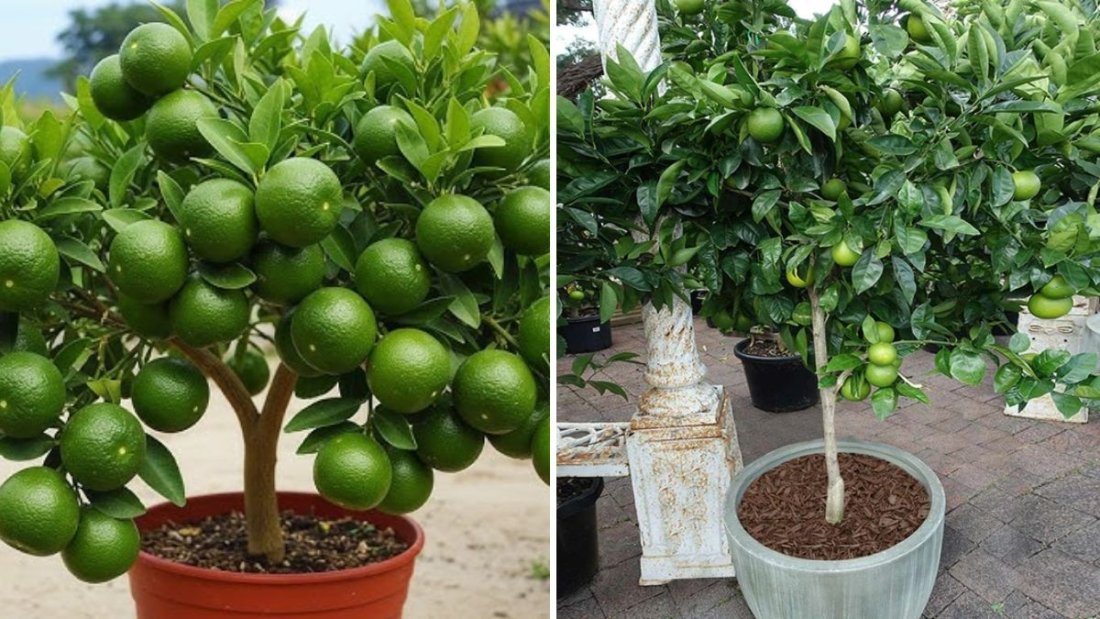 How to Grow Lime and Other Citrus Trees in Containers – Full Step-by-Step Tutorial