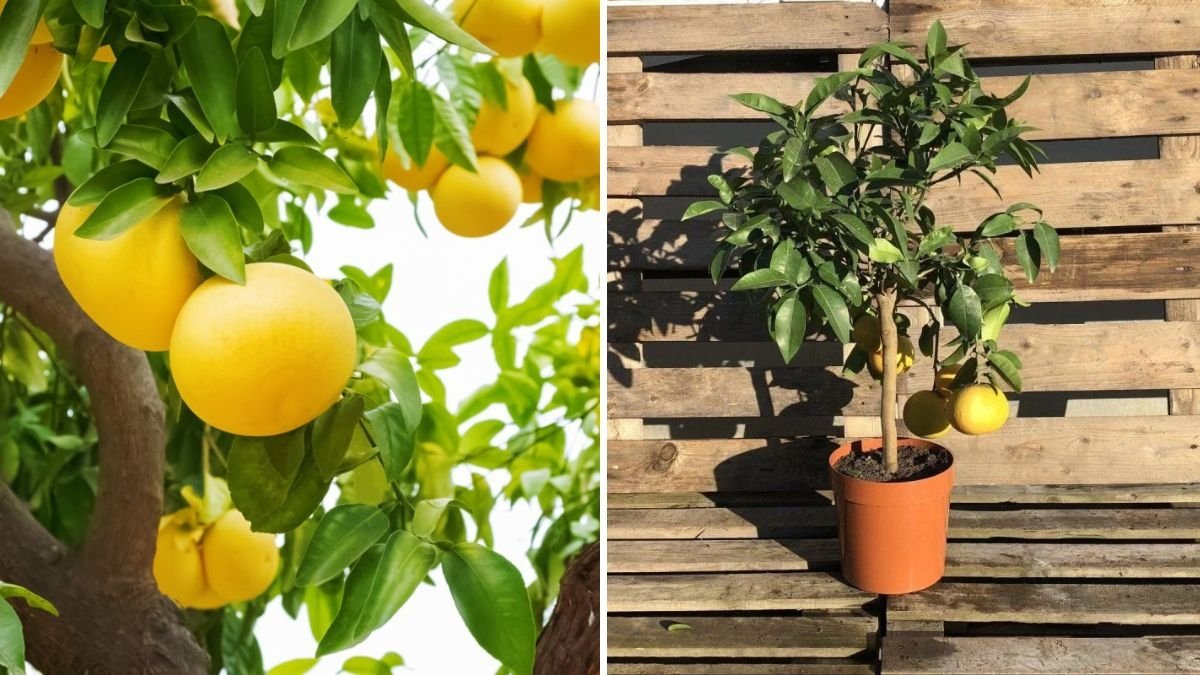Grapefruit Farming at Home: How to Grow Grapefruit from Seed and Enjoy Fresh Fruits