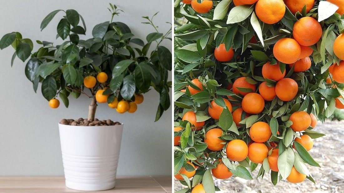How to Grow Tangerine Fruits at Home: A Complete Guide to Citrus Gardening in Pots
